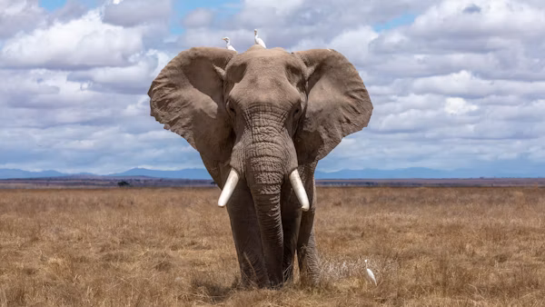 Incredible Wildlife