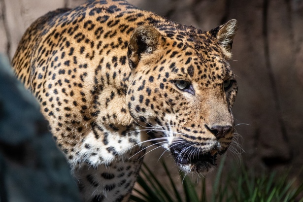 Wildlife Safaris